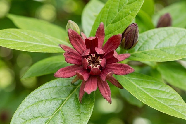 Calycanthus floridus laevigatus bloem