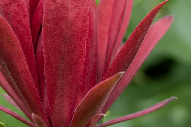Calycanthus occidentalis bloem