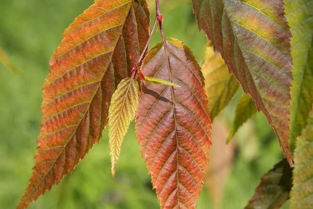 Carpinus polyneura blad