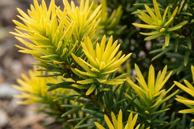 Cephalotaxus harringtonii 'Korean Gold' twijg