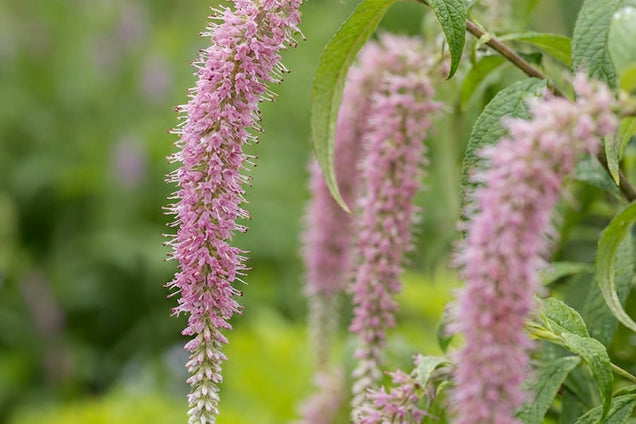 Comanthosphace dependens bloem