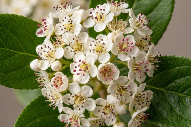 Cotoneaster lacteus bloem