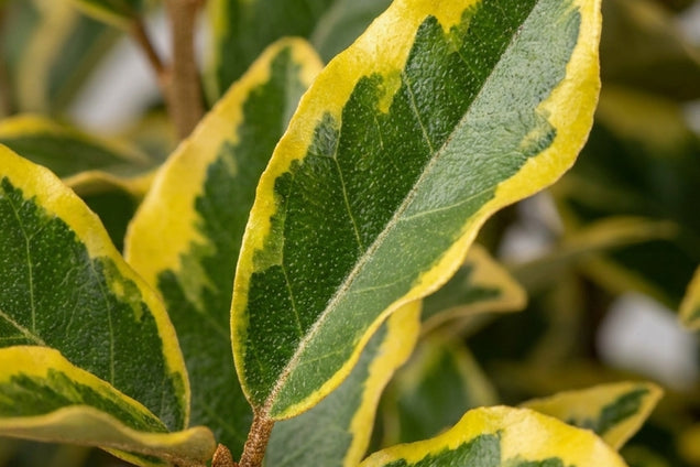 Elaeagnus ebbingei 'Gilt Edge' blad