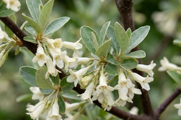 Elaeagnus multiflora bloem