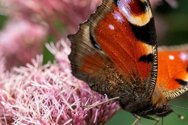 Elsholtzia stauntonii bloem