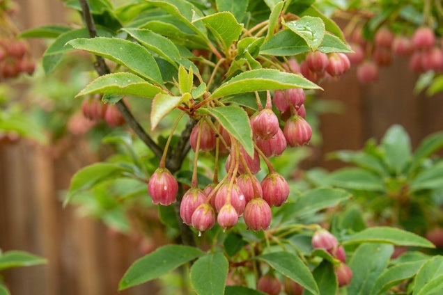 Enkianthus campanulatus 'Red Bells' blad