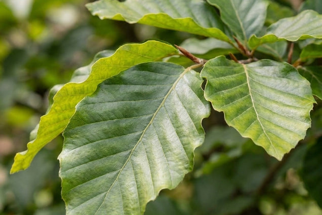 Fagus orientalis 'Iskander' blad