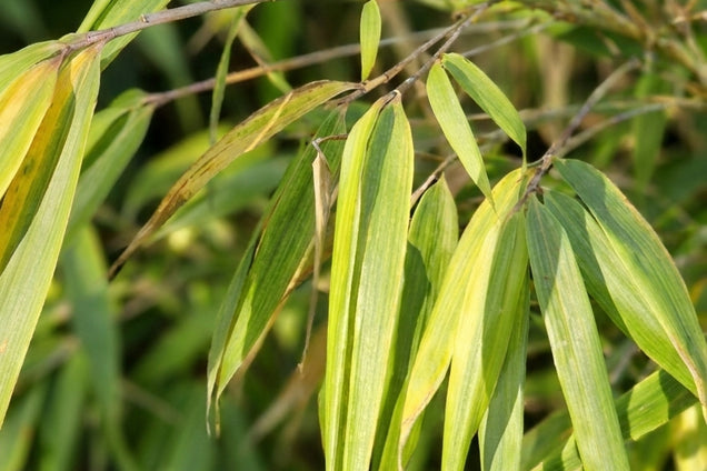 Fargesia rufa blad