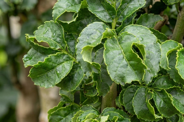 Fraxinus excelsior 'Crispa' blad