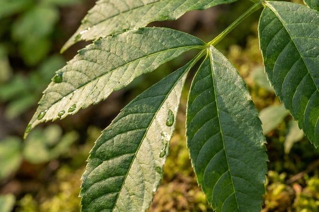 Fraxinus excelsior 'Nana' blad