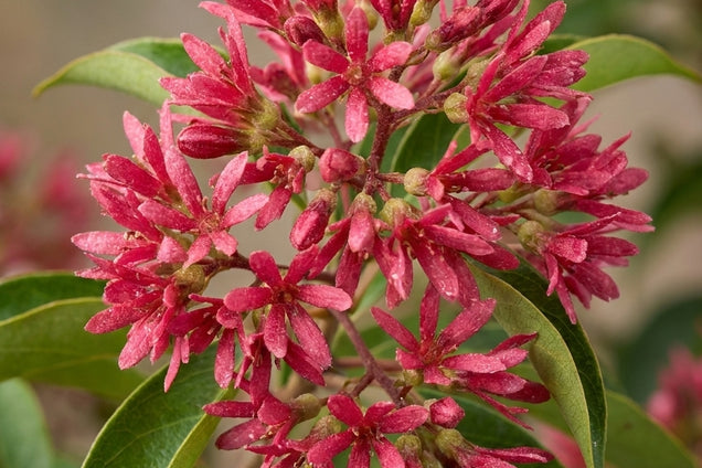 Heptacodium miconioides 'SMNHMRF' bloem