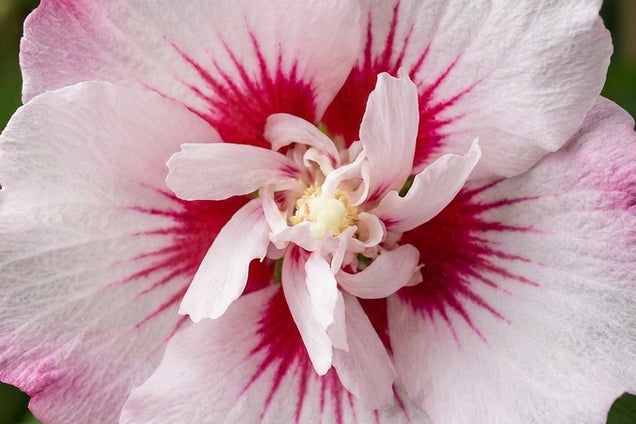 Hibiscus syriacus bloem