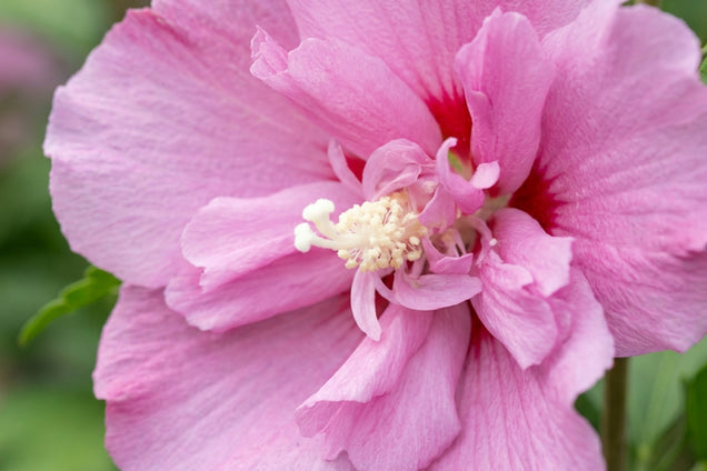 Hibiscus syriacus 'Jwnwood4' bloem