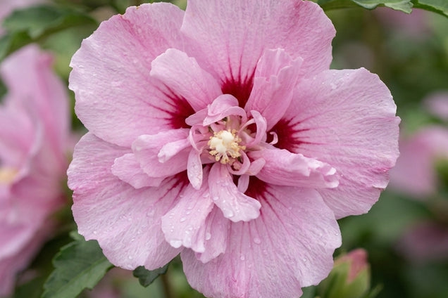 Hibiscus syriacus 'Leopoldii' bloem