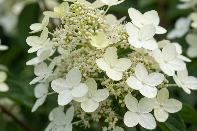 Hydrangea paniculata 'Dharuma' bloem