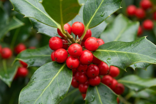 Ilex aquifolium 'Pyramidalis' bes