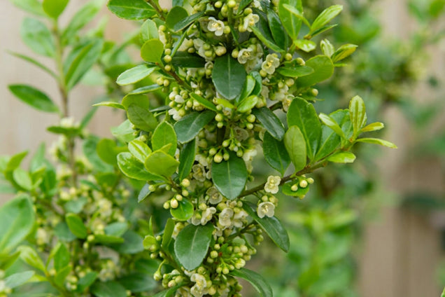 Ilex crenata 'Caroline Upright' bloem