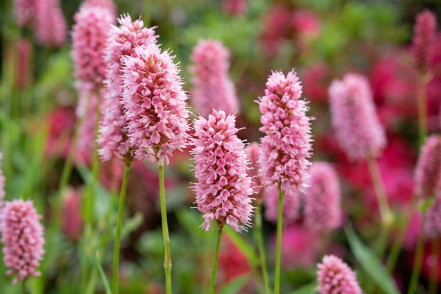 Persicaria bistorta carnea bloem