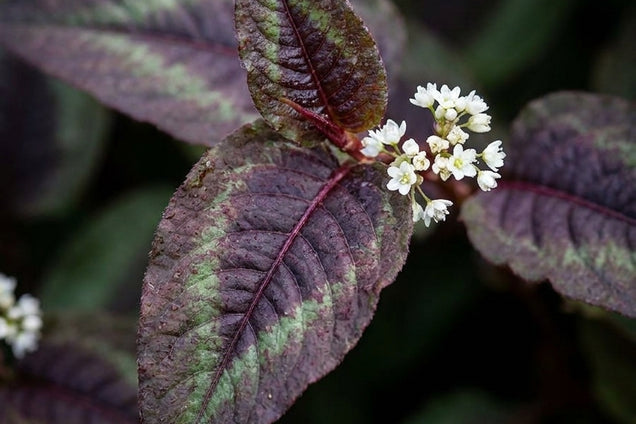 Persicaria microcephala 'Silver Dragon' blad