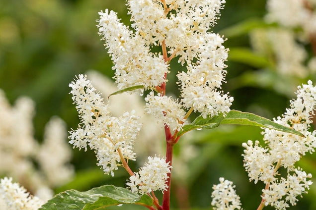 Persicaria polymorpha bloem