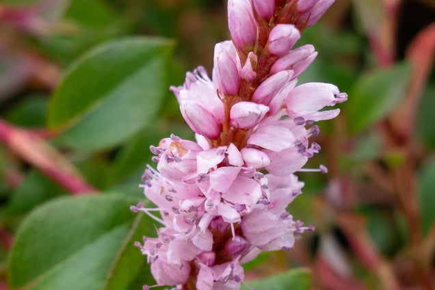 Persicaria vacciniifolia bloem
