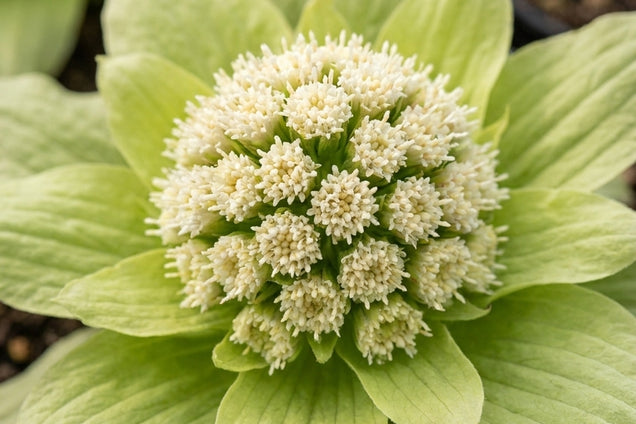 Petasites japonicus 'Giganteus' bloem