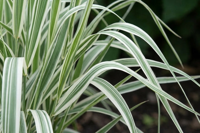 Phalaris arundinacea 'Picta' blad