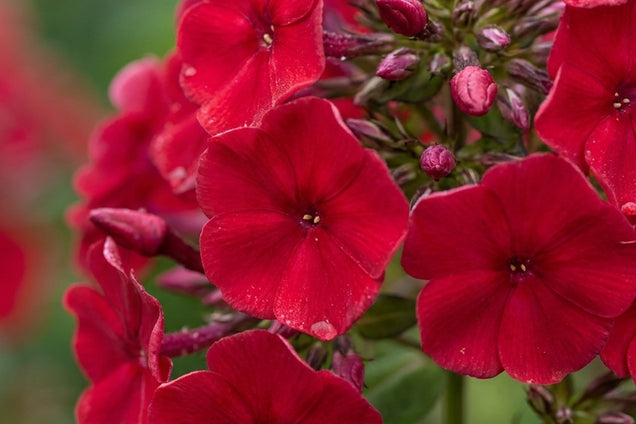 Phlox (P) 'Red Riding Hood' bloem