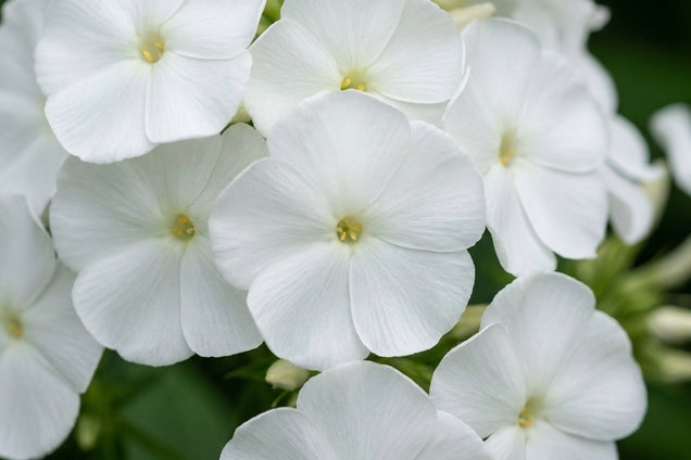 Phlox (P) 'White Admiral' bloem