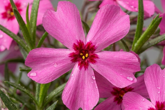 Phlox (S) 'Atropurpurea' bloem