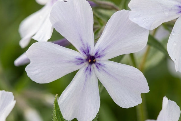 Phlox divaricata 'Dirigo Ice' bloem