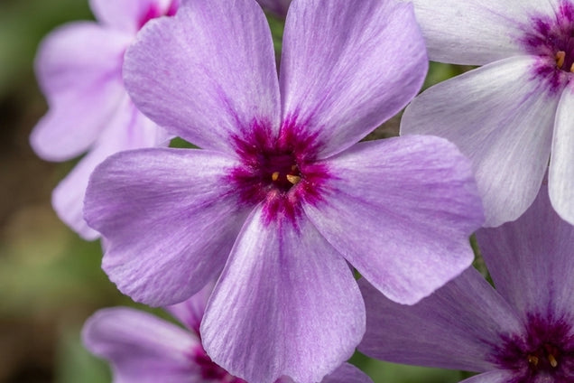 Phlox divaricata laphamii bloem