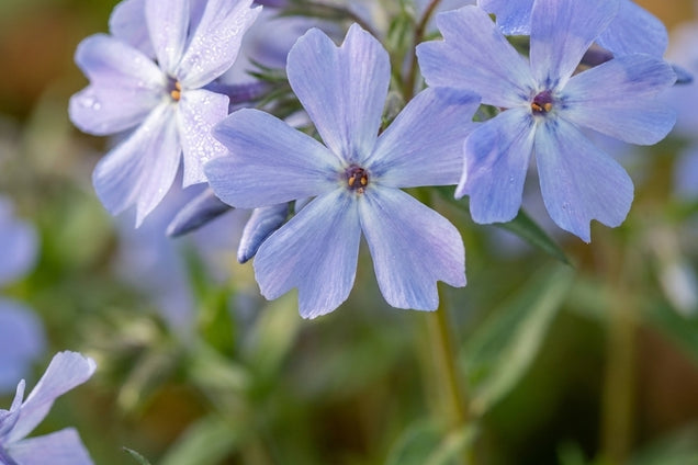 Phlox divaricata bloem