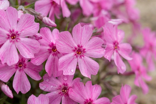 Phlox procumbens 'Millstream' bloem