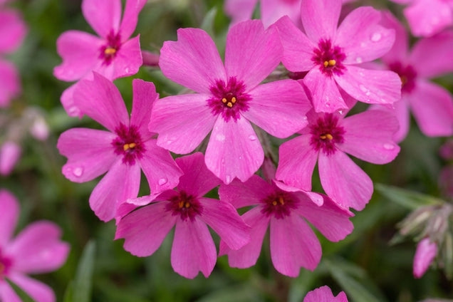 Phlox stolonifera 'Red Ridge' bloem
