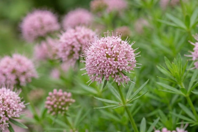 Phuopsis stylosa bloem