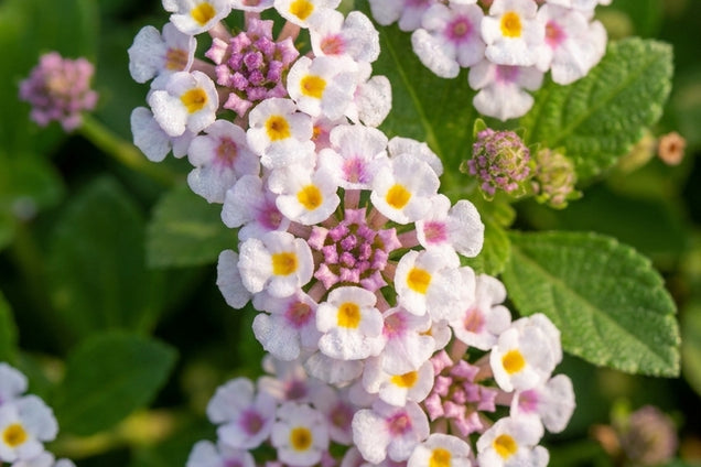 Phyla nodiflora bloem