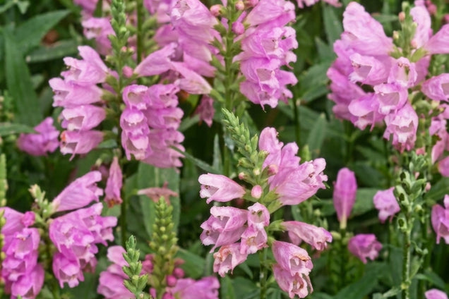 Physostegia virginiana 'Red Beauty' bloem