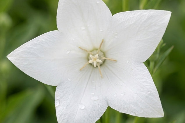 Platycodon grandiflorus 'Fuji White' bloem