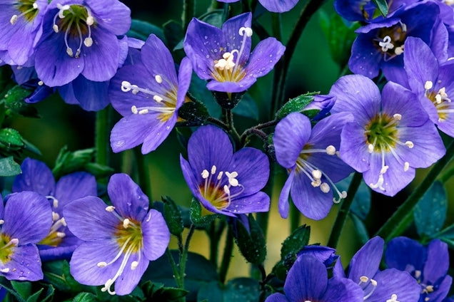 Polemonium reptans 'Blue Pearl' bloem