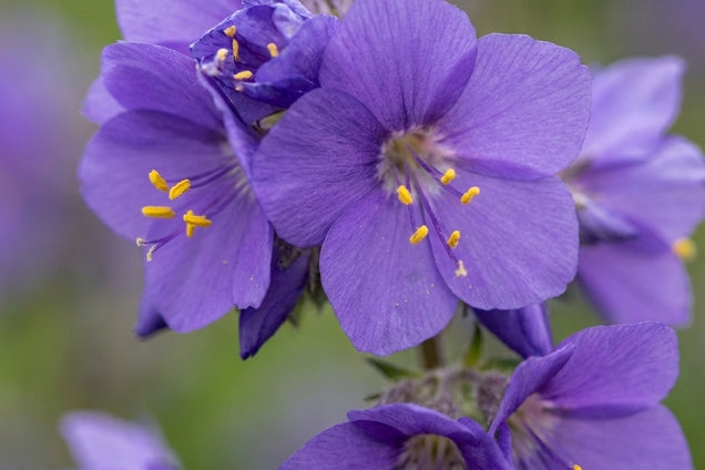 Polemonium yezoense 'Purple Rain' bloem
