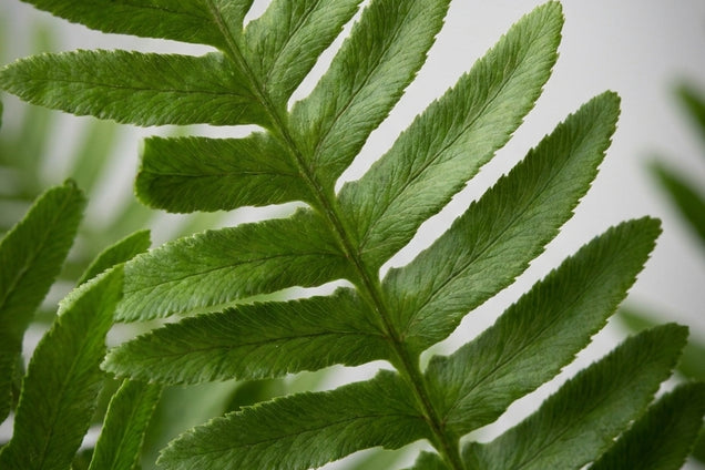 Polypodium vulgare 'Bifido Multifidum' blad