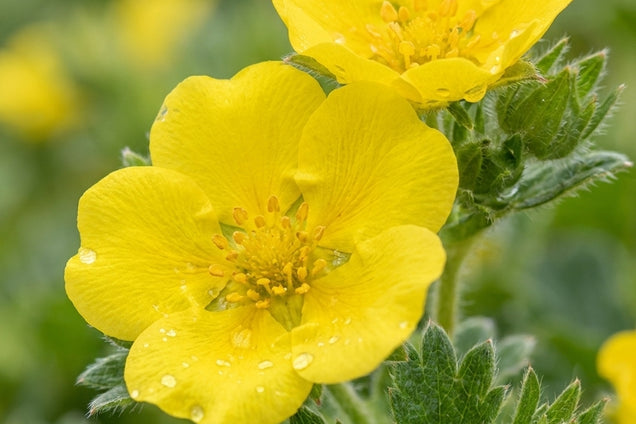 Potentilla argentea bloem