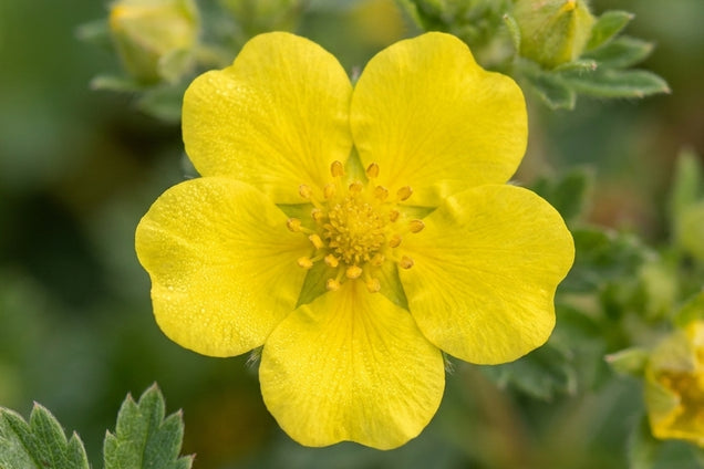 Potentilla neumanniana 'Nana' bloem