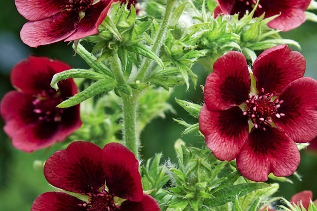 Potentilla thurberi 'Monarch's Velvet' bloem