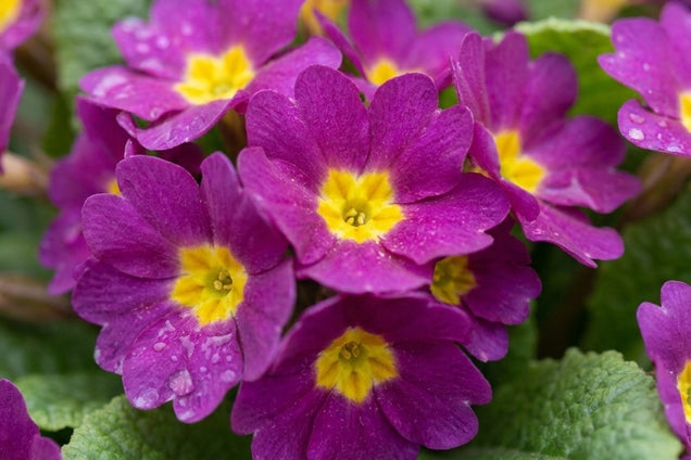 Primula juliae bloem