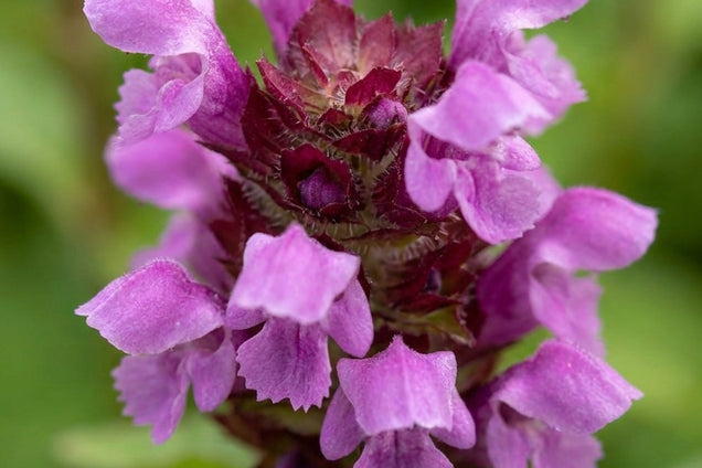 Prunella grandiflora 'Altenberg Rosa' bloem