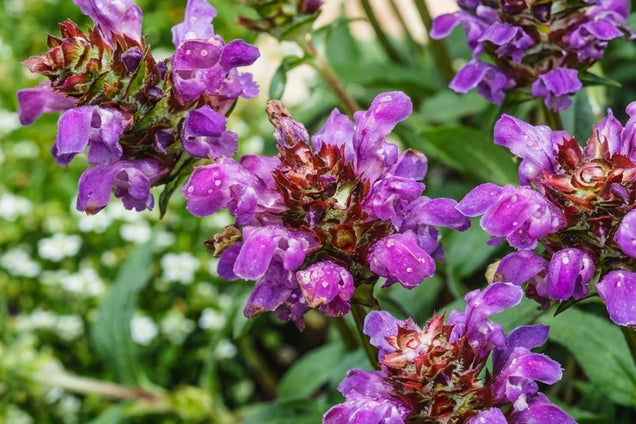Prunella grandiflora bloem