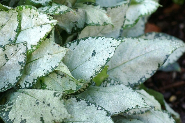 Pulmonaria 'Moonshine' blad
