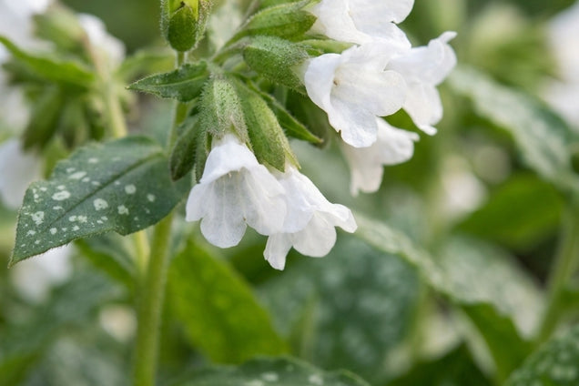 Pulmonaria officinalis 'Sissinghurst White' bloem